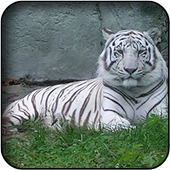 White tiger wallpapers icon