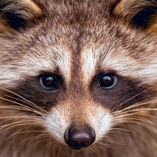 Raccoon Wallpapers icon
