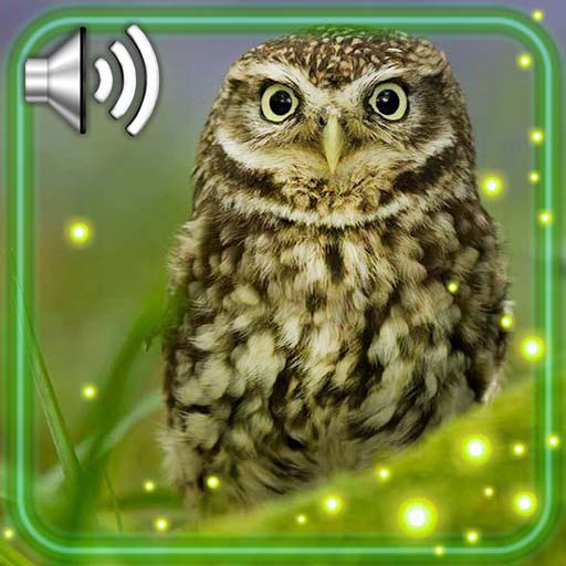 Owls Amazing Live Wallpaper icon