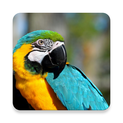 เสียงนกแก้วมาคอว์ ~ Sclip.app icon