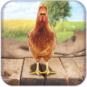 Real Talking Chicken icon