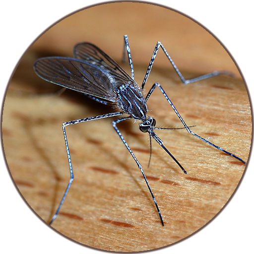 Mosquito sounds icon