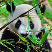 Panda Bears Live Wallpaper icon