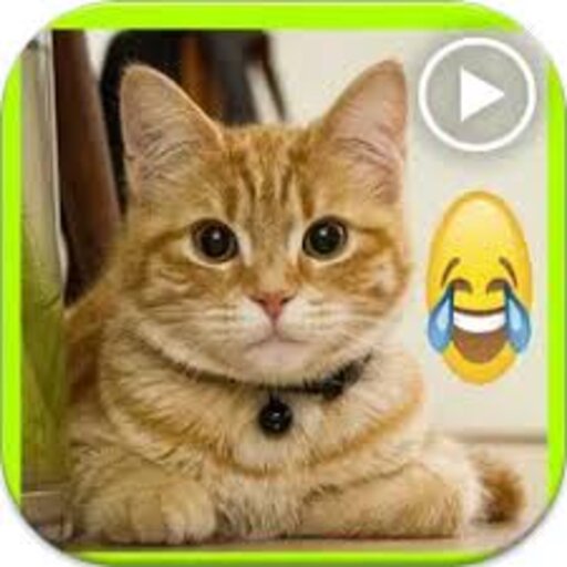 Funny’s video for cats icon