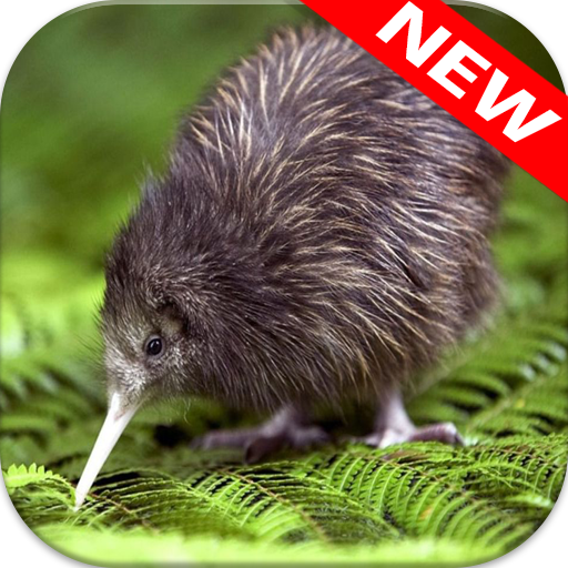 Kiwi Wallpapers icon