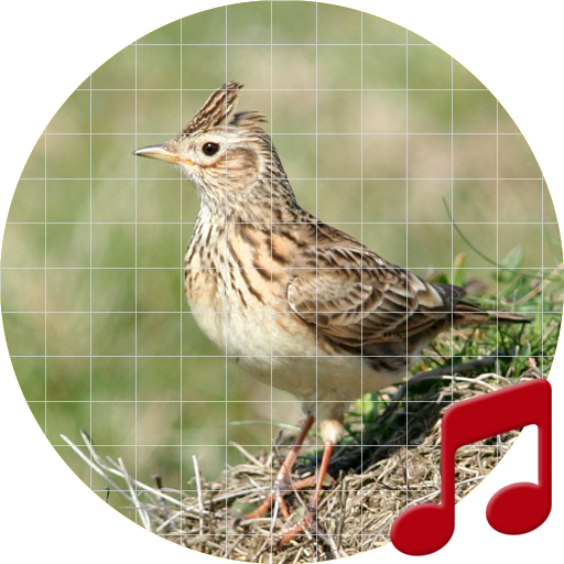 Skylark Bird Sounds ~ Sboard.pro icon