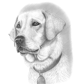 How To Draw Animals icon