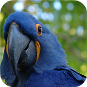 Fly Birds Wallpaper icon