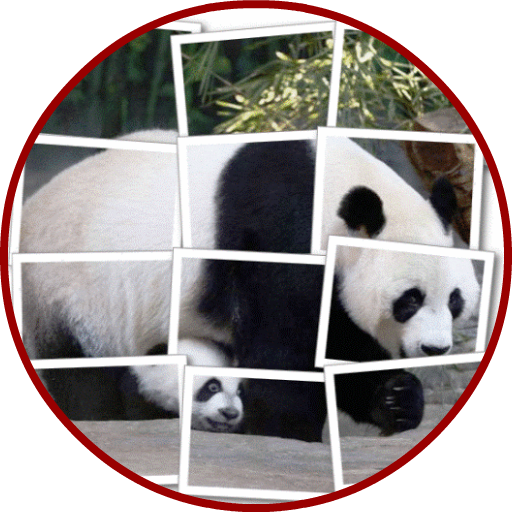 Panda Puzzle icon