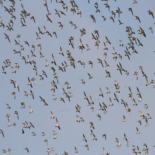 Flock of Birds Sound icon