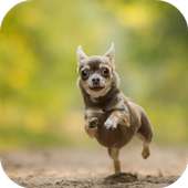 Chihuahua Wallpapers on 9Apps