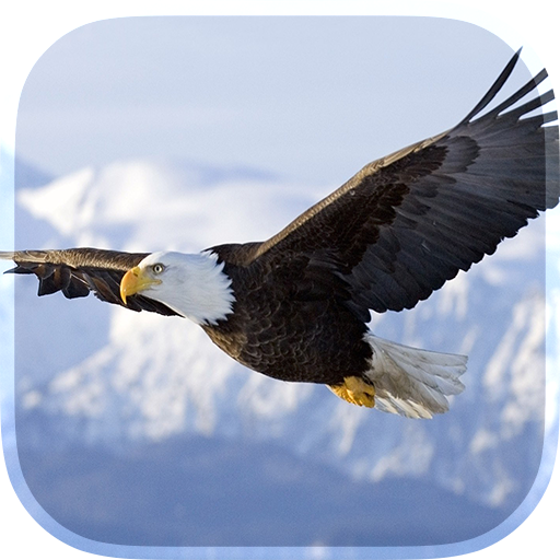 Eagle Live Wallpaper icon