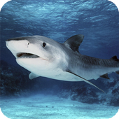 Tiger Shark Live Wallpaper icon