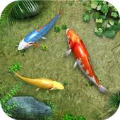 Water Koi Fish Pond LWP