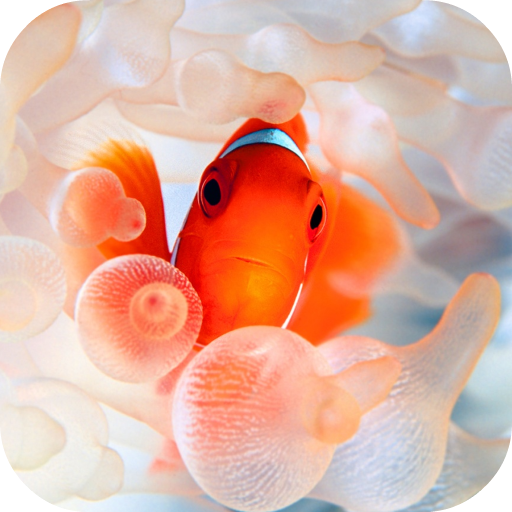 Clownfish Video Live Wallpaper icon