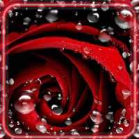 Red Roses Dew Live Wallpaper on 9Apps