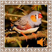 Finch Birds Sounds icon