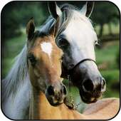 Cute horse wallpapers on 9Apps