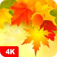 Automne fond d'écran 4K