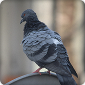 Pigeon Bird Call Sounds Ringtone icon