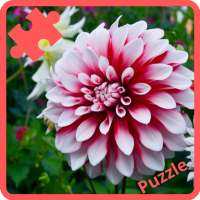 Puzzle - Flowers and Beautiful Rose🌼🌸