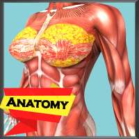 Human Anatomy Encyclopedia - Organs & Skeleton on 9Apps