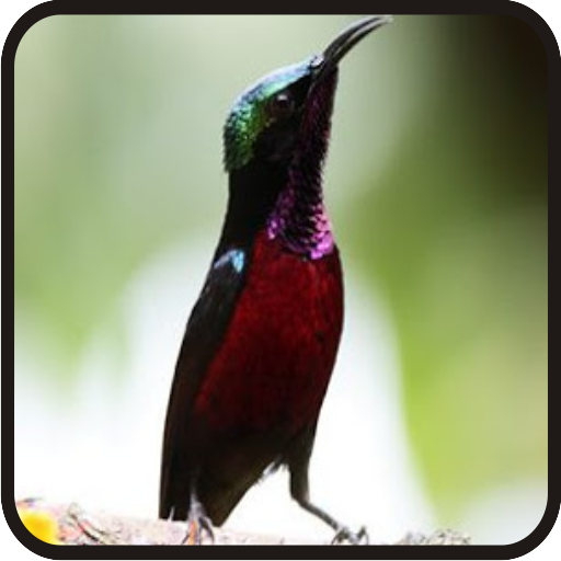 Kicau Kolibri Ninja Full Isian icon