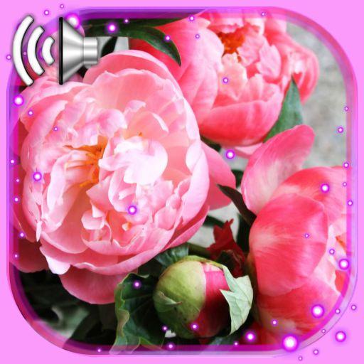 Peony Amazing Flowers Live Wallpaper icon