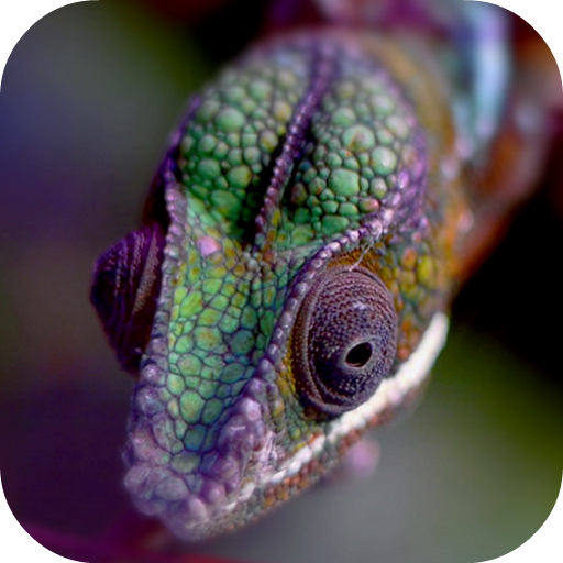 Chameleon Live Wallpaper icon
