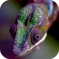 Chameleon Live Wallpaper on 9Apps