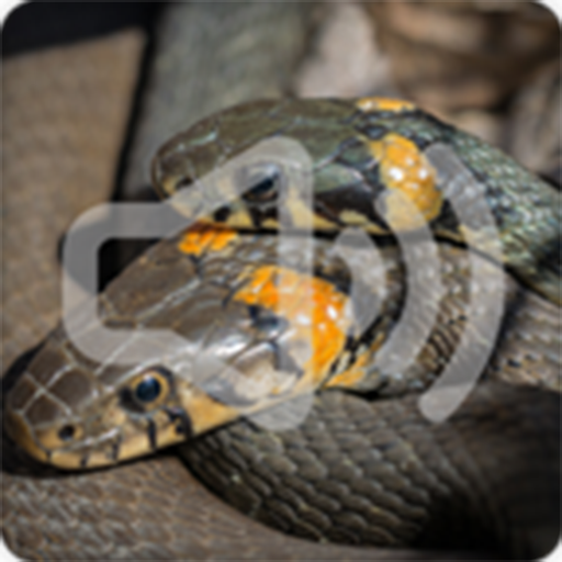 Snake Sounds Ringtone icon