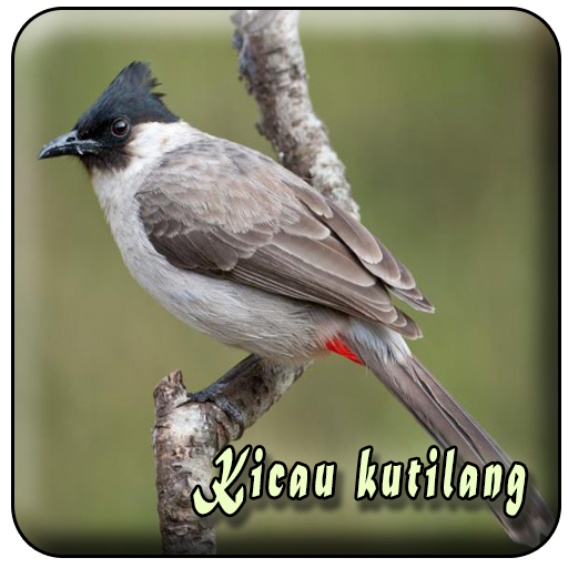 Suara Burung Kutilang Offline icon