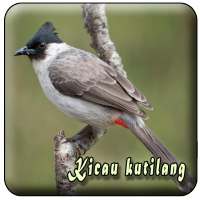 Suara Burung Kutilang Offline on 9Apps