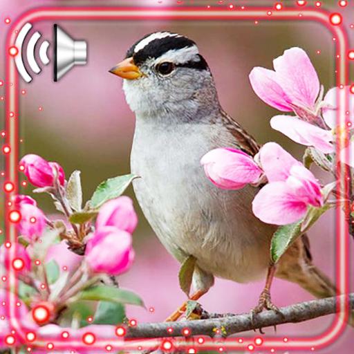 Birds Amazing Live Wallpaper icon