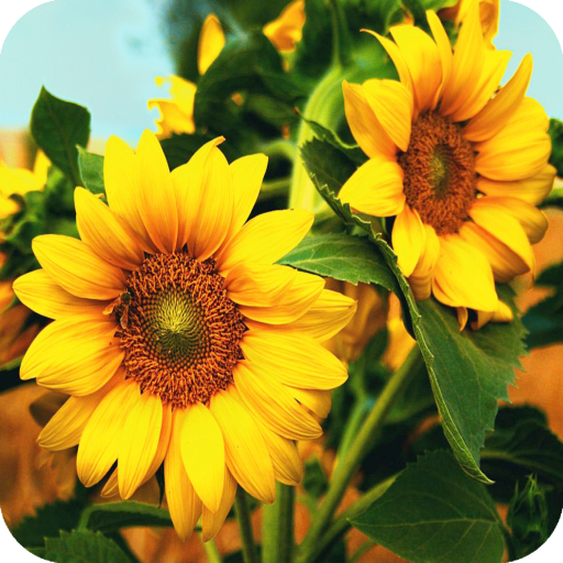 Sunflower Wallpaper 4K Latest icon