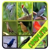 Escolha de som Pássaro 2017 HD icon