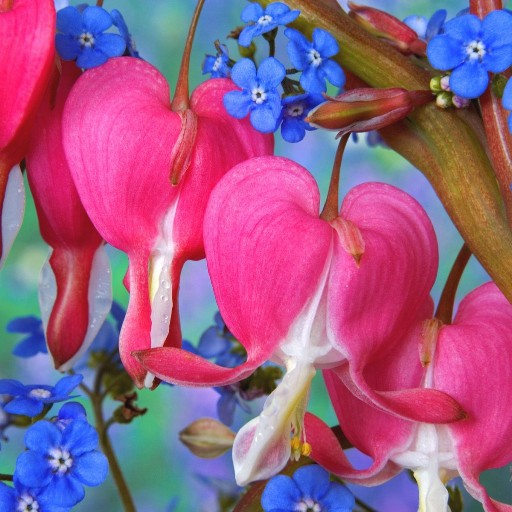 Bleeding Heart Flower HD Image icon