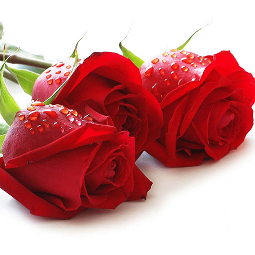 Red Rose Wallpaper icon