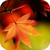 Maple Leaf icon