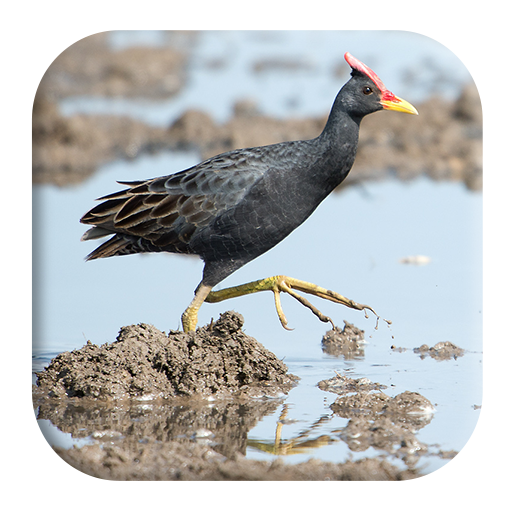 Watercock Sounds icon