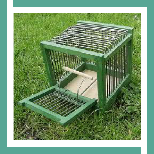 Bird Trap Design Ideas icon