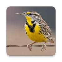 Meadowlark Burung Suara ~ Sclip.app on 9Apps