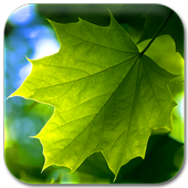 greenery lock &amp; wallpaper icon