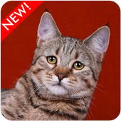 Pixie-Bob Cat Wallpaper icon