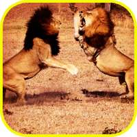 Pk African Lions Fight