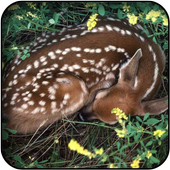 Gazelle wallpapers icon