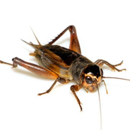 Bad Joke Crickets Sound icon