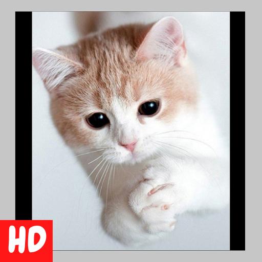 Free Cat Wallpapers HD - Offline icon