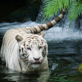 Funny Zoo Puzzle Jigsaw icon