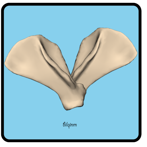 Veterinary Anatomy icon